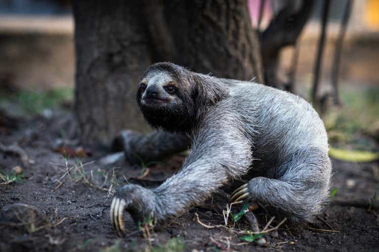 The Three -Toed Sloth On The Ground