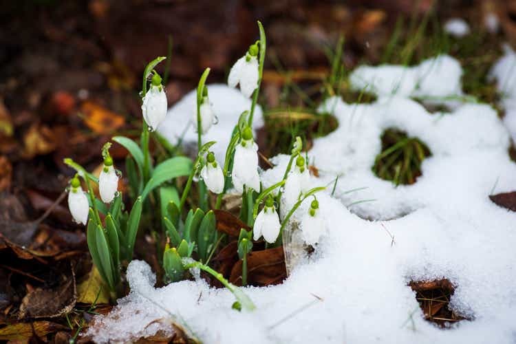 Spring snowdrop flowers blooming from the snow