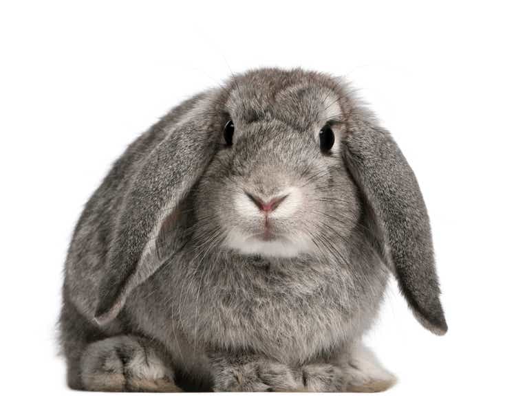 French Lop rabbit, 2 months old, Oryctolagus cuniculus, sitting