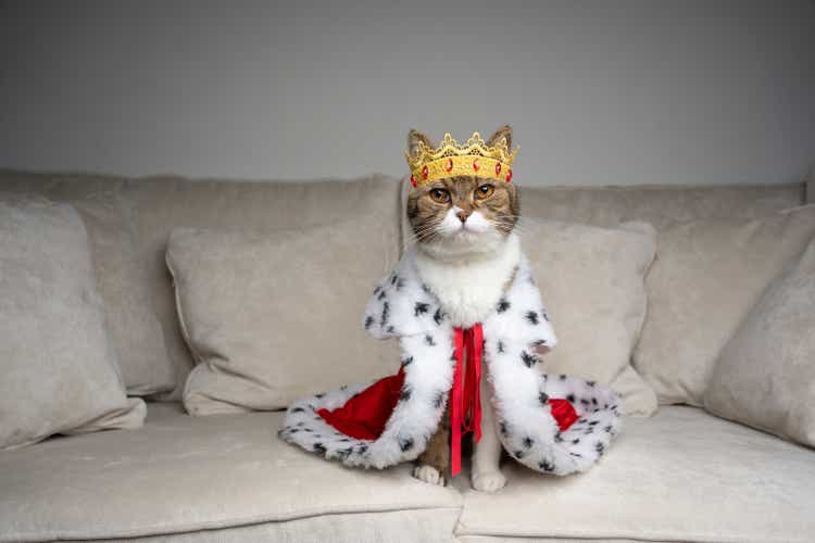 spoiled cat standing on sofa wearing king costume