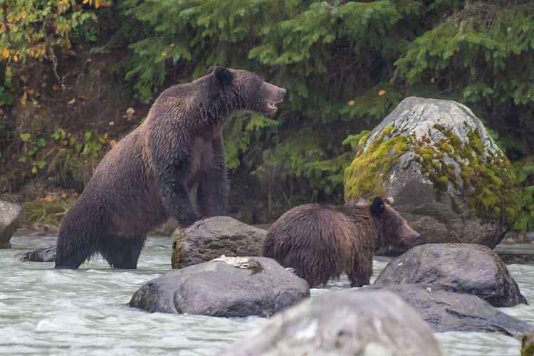 Brown bear mother standing by cub makes strong vocal reaction to something she saw