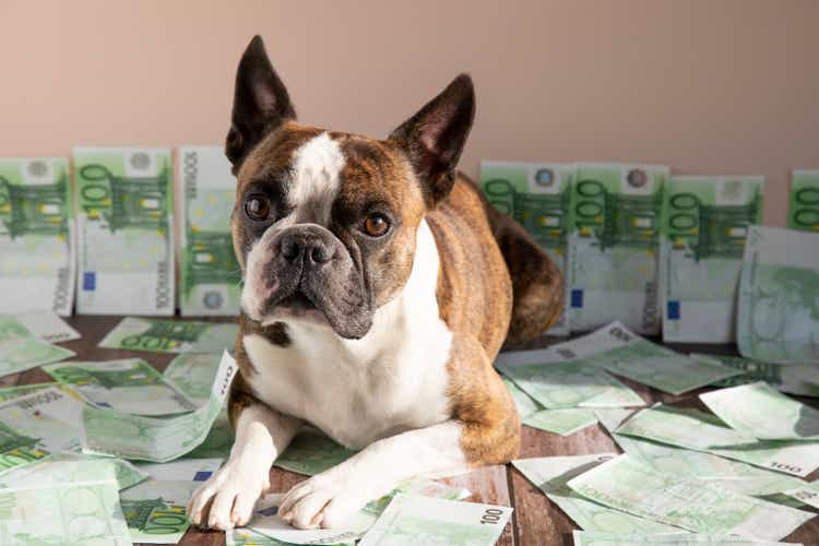 Funny Boston Terrier with money, humorous photo