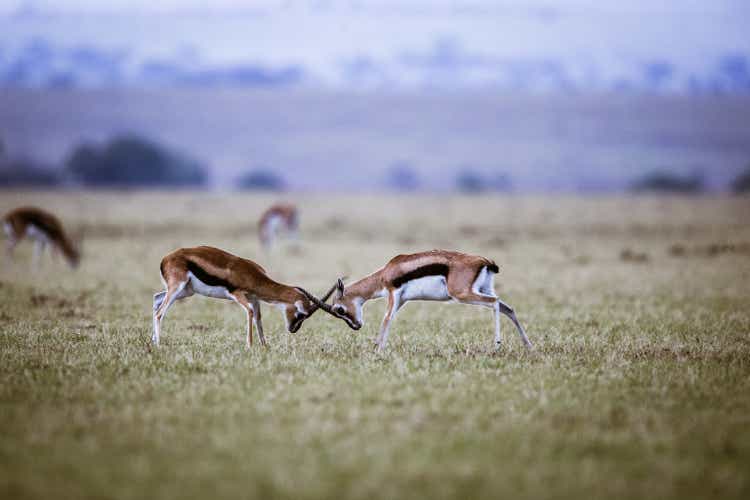 Two impalas confronting before a fight in nature.