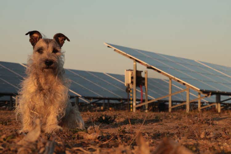 A nice mongrel, a dog in front of solar panels. Fun concept.