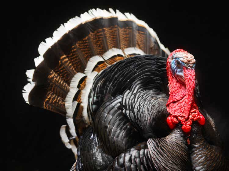 Wild Turkey, Meleagris gallopavo