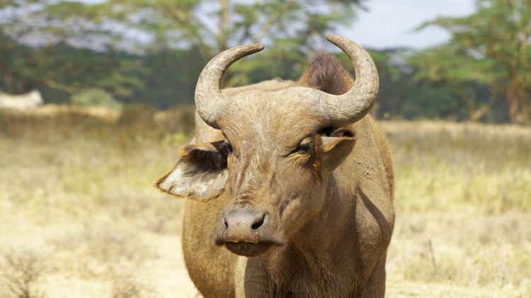 Male buffalo in the pasture.