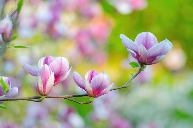 Magnolia flowers spring background