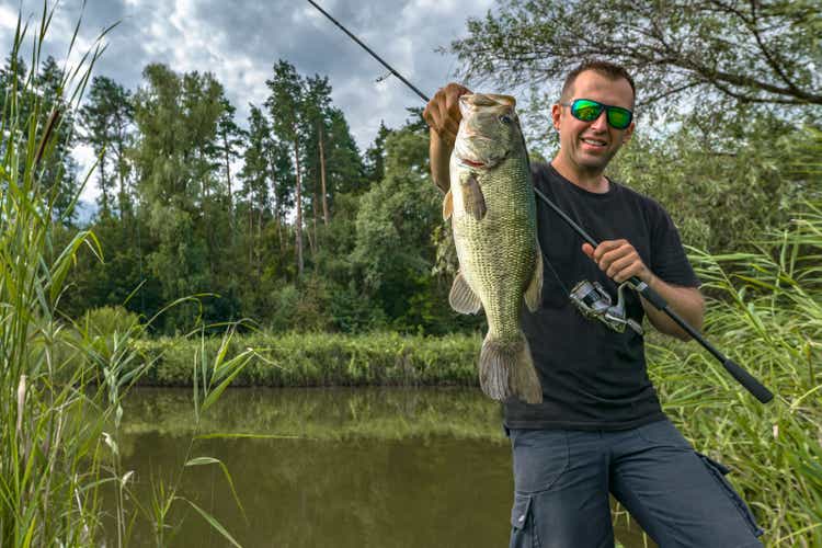 Bass fishing. Big bass fish in hands of pleased fisherman with spinning rod at lake. Largemouth perch at pond