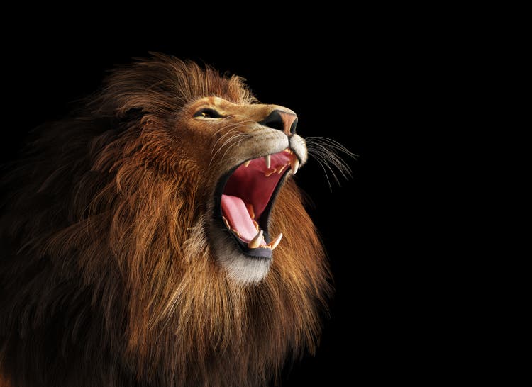 Lion roaring portrait on black