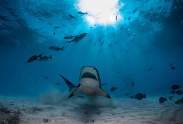 Dangerous tiger shark on a beautiful ocean landscape