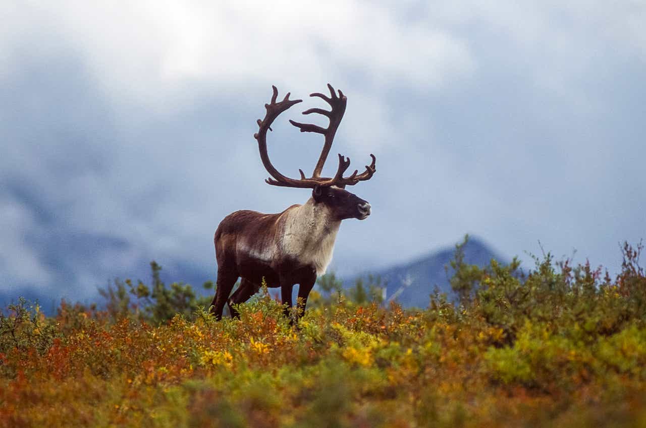 Caribou Biosciences Stock