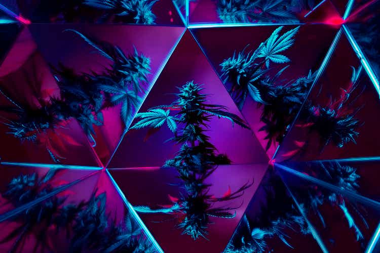 Cannabis medical marijuana creative modern background. Art photography of multicolored marijuana purple plant