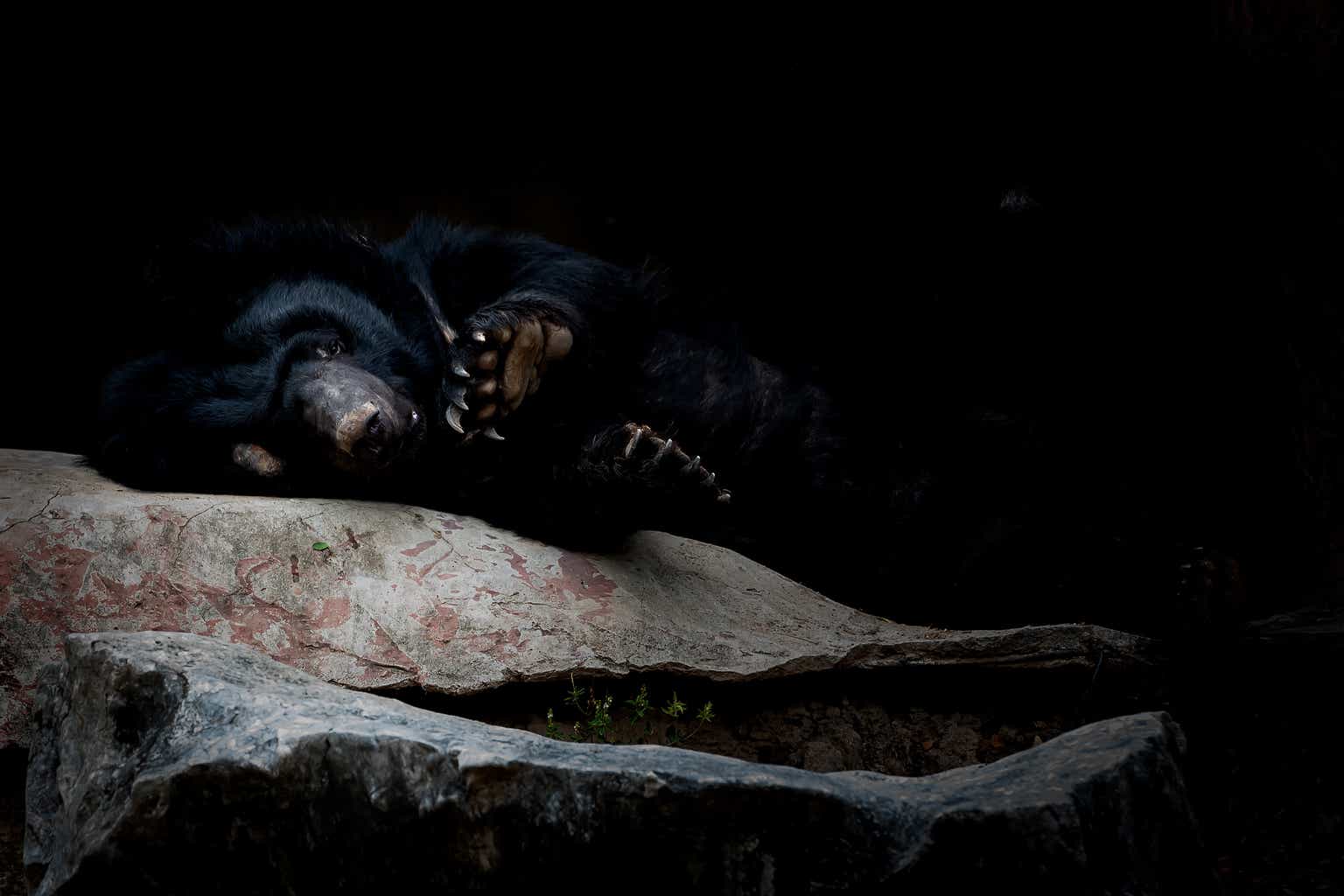 Bears go into hibernation early