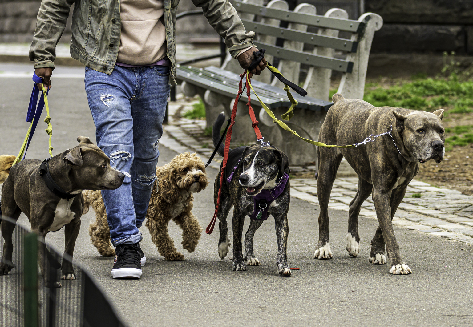 Walgreens dog clearance leash