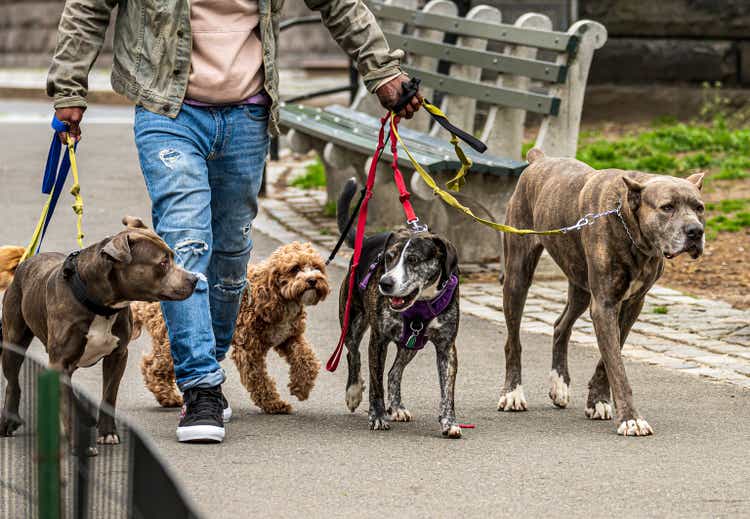 Group of Four Dogs Walk Together in Park on April Day