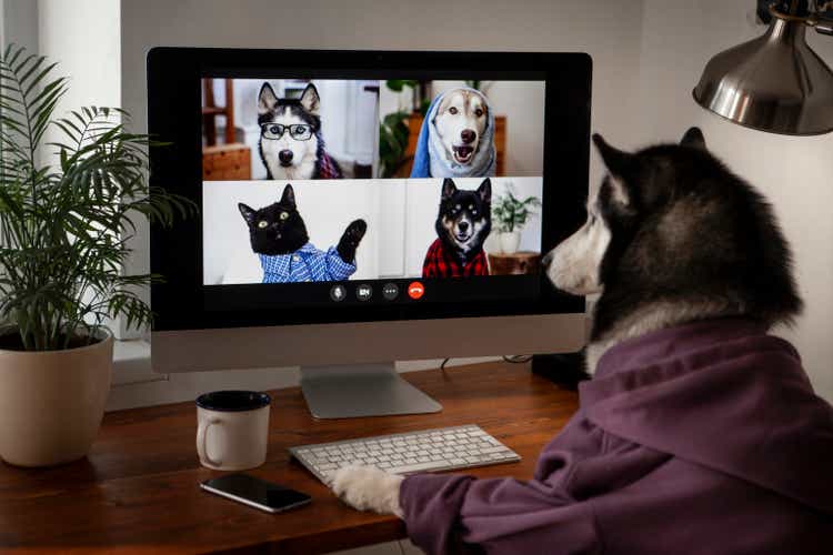 Dog video conference