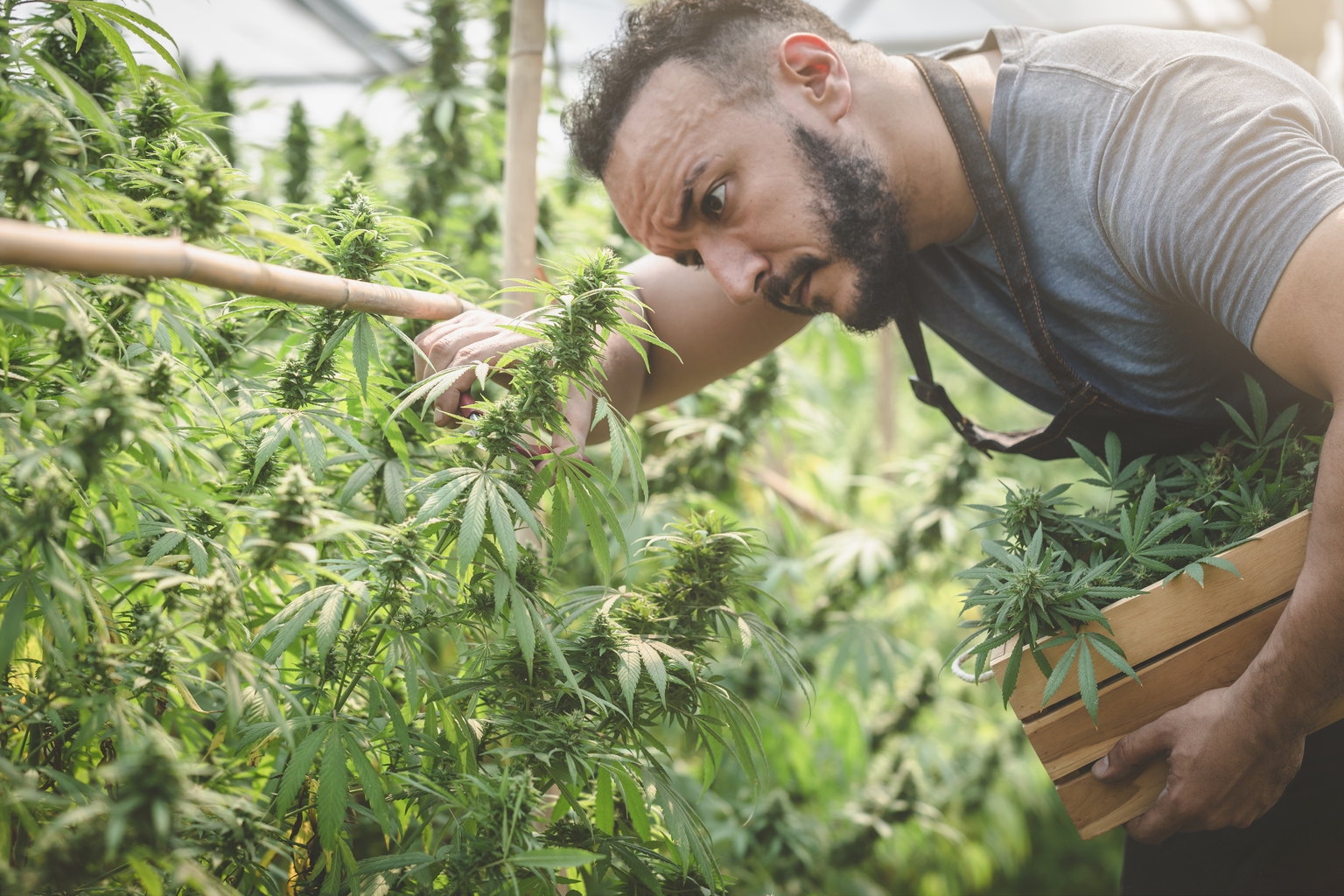green-thumb-industries-profitable-growth-at-a-fair-price-gtbif