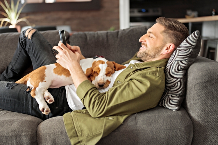 Man Playing With basset Pet Dog At Home sofa.