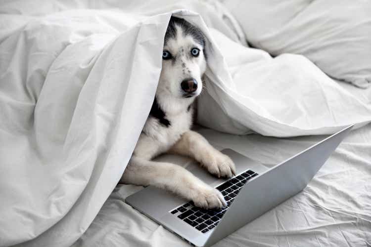 Dog uses laptop