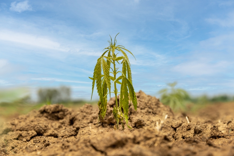 Yellow and wilt leaves is a the signs that young hemp in field need more water