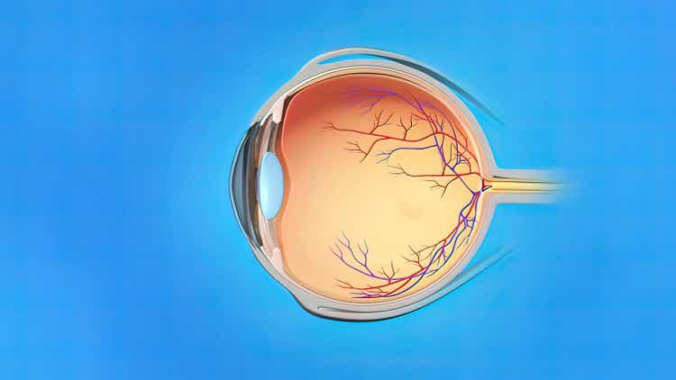 Anatomy and Structure of the Eye