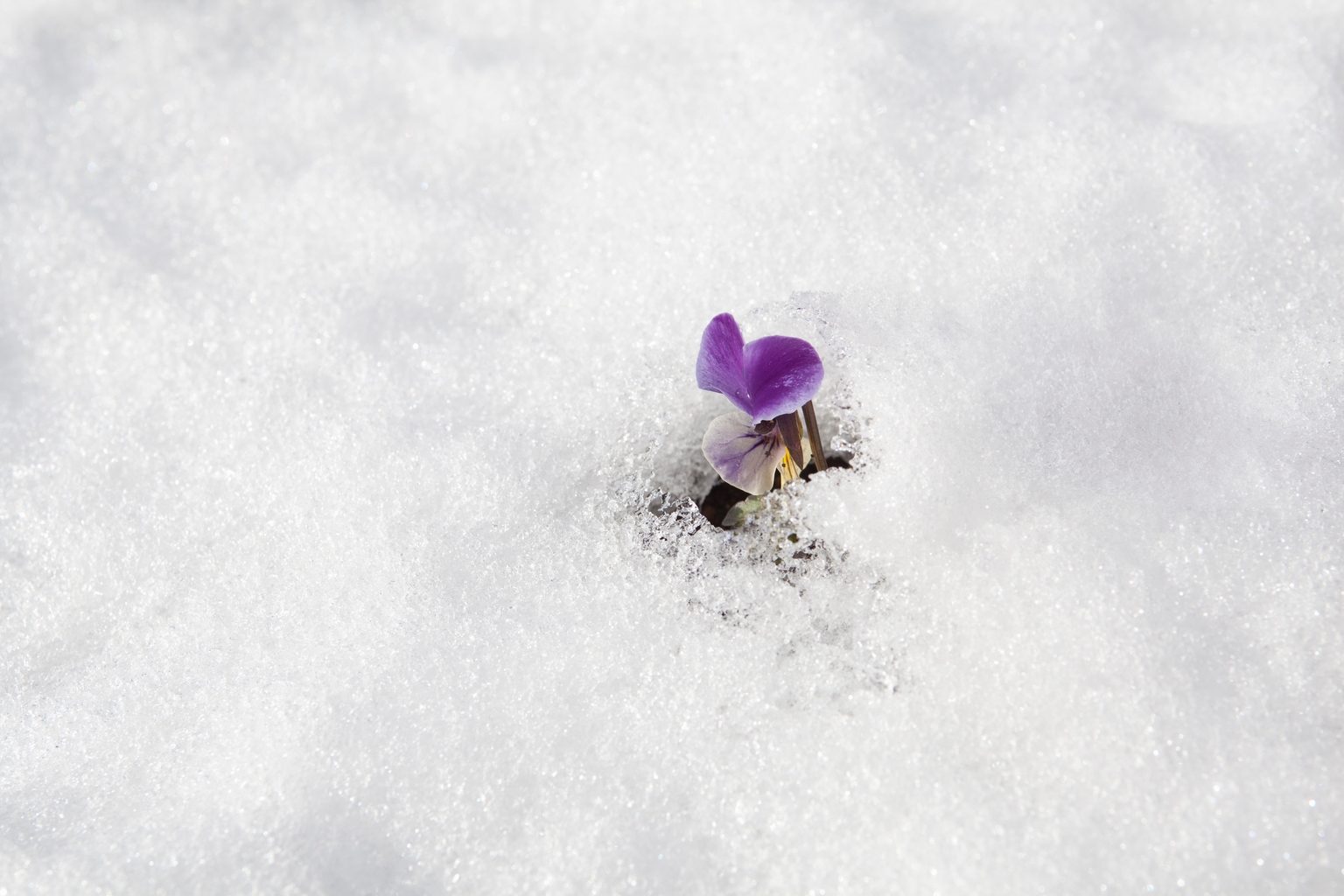 Marvell Stock Rated 'Buy': AI Data Center Opportunity - technology news from Seeking Alpha