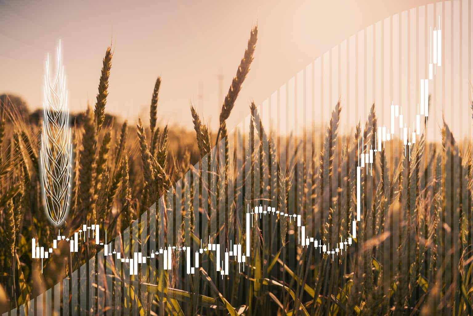 Leaf rust resistance genes in wheat фото 65