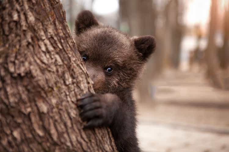 A very cute little brown bear peeks out from behind a tree with curiosity, in the wild. Wildlife protection concept.