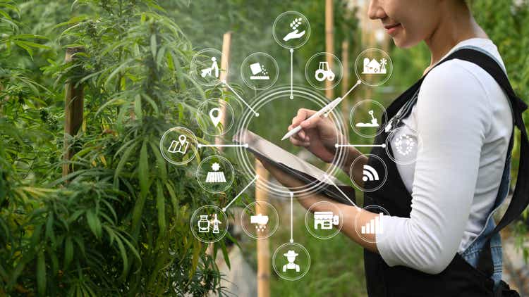 Smart farmer using tablet to monitor control marijuana or cannabis plantation in greenhouse. Agriculture and herbal medicine concept.