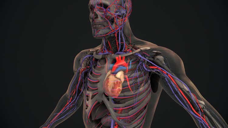 Human heart with veins and arteries