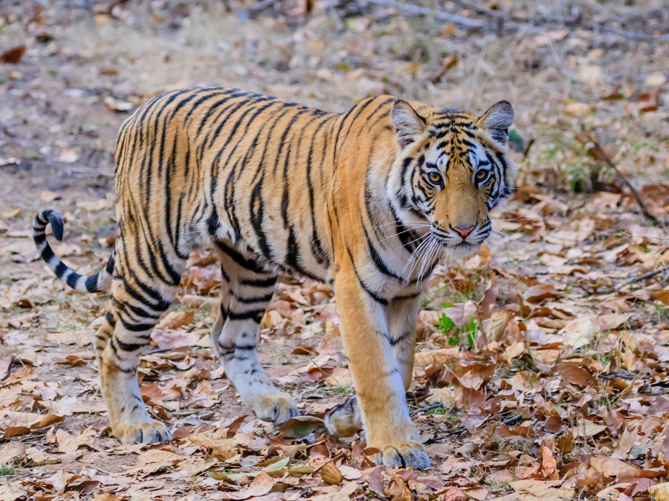 Bengal Tiger Line tees off on renewed growth under new private fund owner