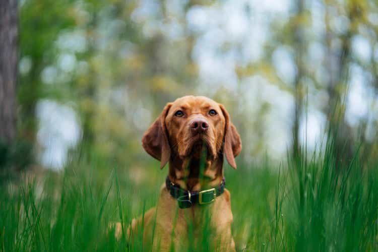 Merck Animal Health launches monitor for dogs with GPS tracker (NYSE:MRK) | Seeking Alpha Merck Animal Health launches monitor for dogs with GPS tracker (NYSE:MRK) | Seeking Alpha