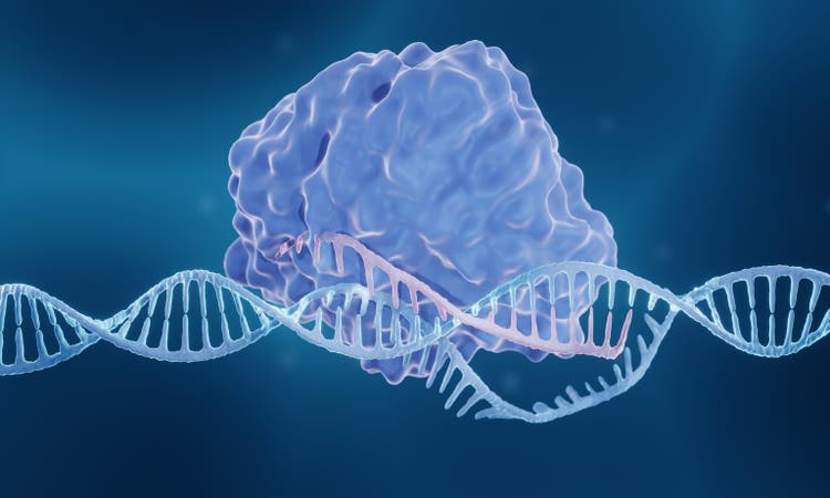 CRISPR-Cas9 genome editing enzyme
