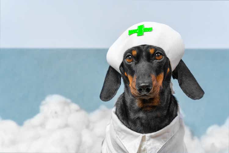 Portrait of lovely dachshund puppy in costume of doctor or nurse with medical cap with green cross sewn on, a pile of cotton wool on a blurry background, front view.