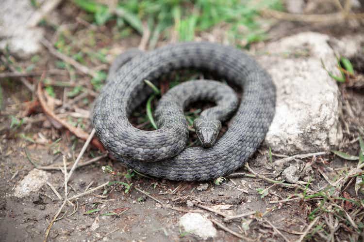 Coiled snake on the ground