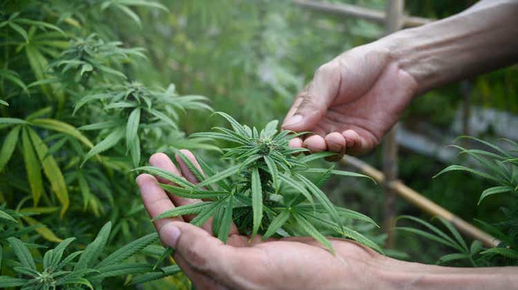 Cropped shot farmer checking marijuana or cannabis plantation in greenhouse. Alternative herbal medicine, health, hemp industry concept.