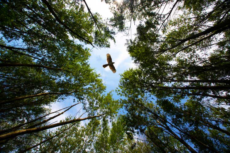 Buzzard flies over a forest