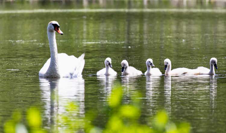 Mute Swans and their Cygnets