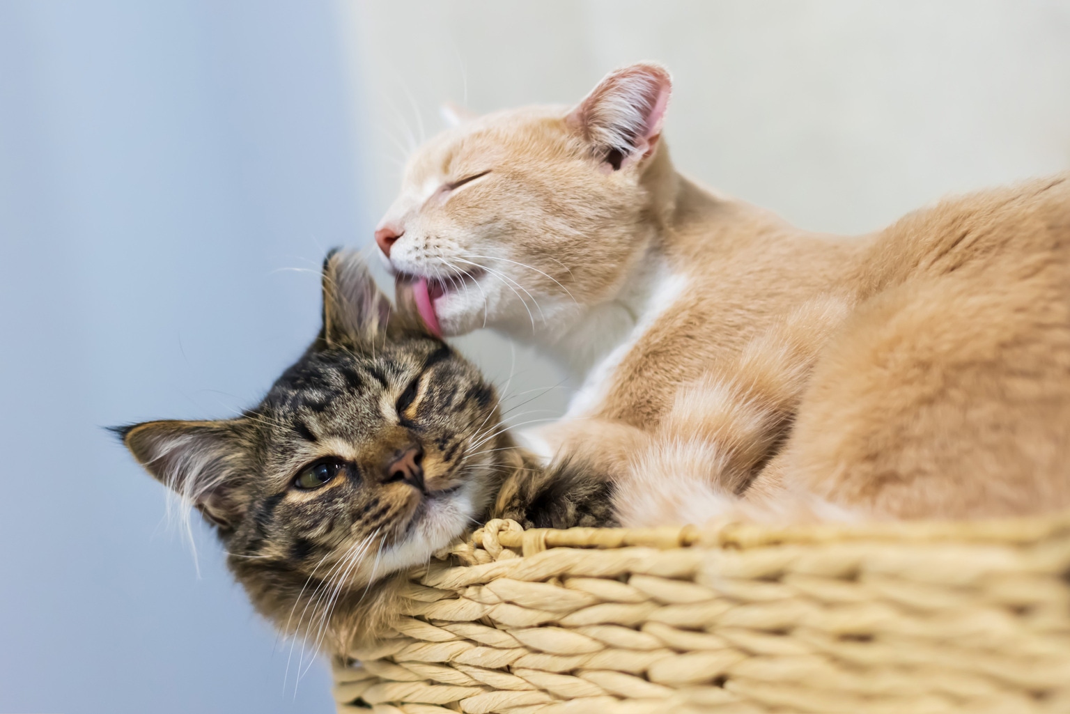 High Yield, High Cost: The Real Returns Of ECC And SLR Investment (NYSE:ECC)