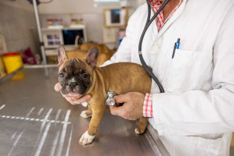 Caucasian veterinarian with stethoscope listening to heartbeat of the French Bulldog puppy