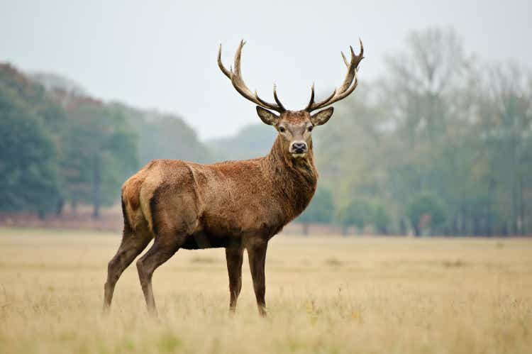 Majestic Red Stag in yellowing autumn meadow