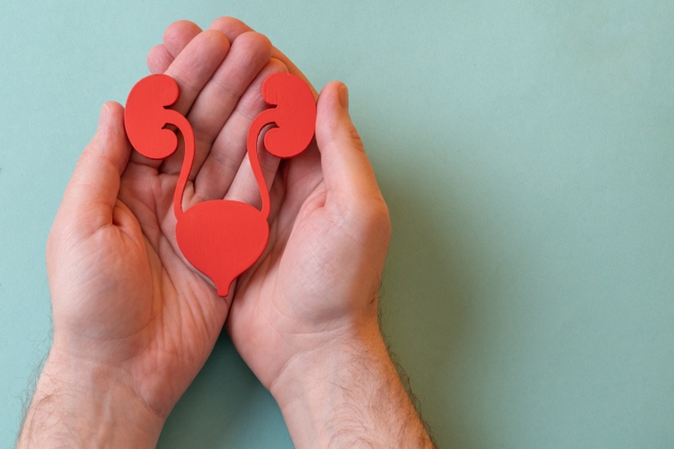 The urinary system in man palm hand on blue background