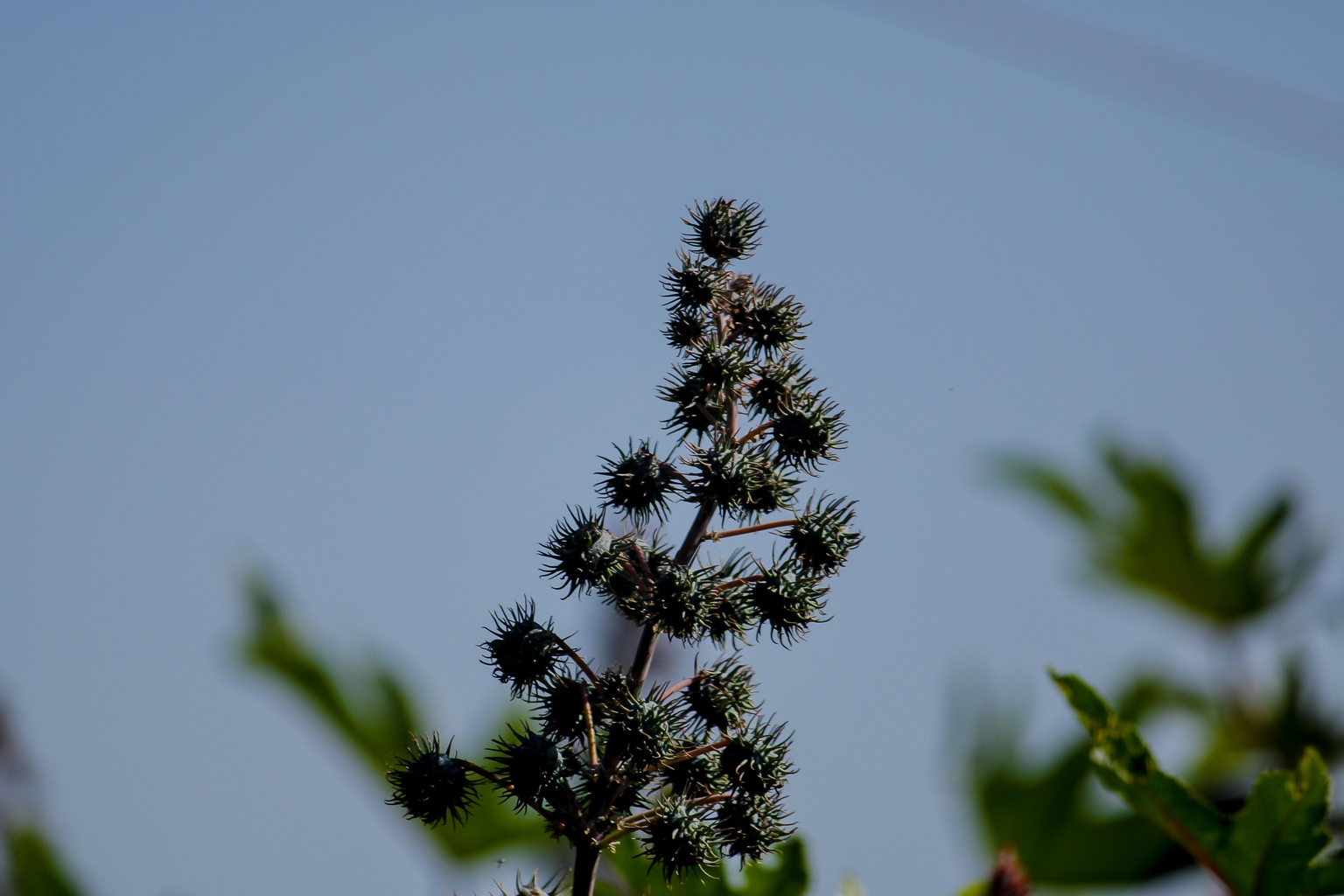 Soligenix, SERB Pharma team up to develop therapy for ricin poisoning