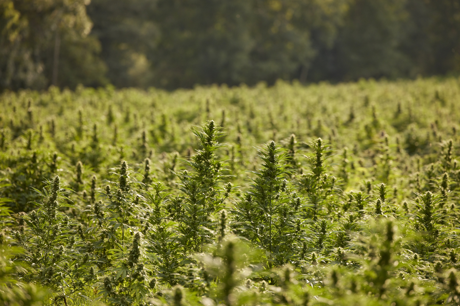 seekingalpha.com - Dmytro Konovalov - Pembina Pipeline: Buy On Improved Growth Visibility (NYSE:PBA)