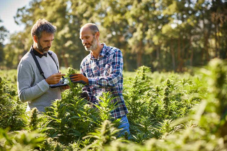 Farmer showing cannabis plant to coworker at farm