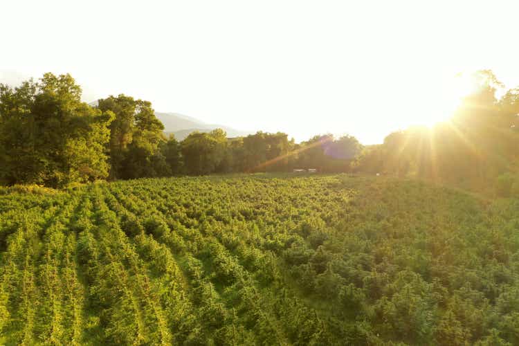 Sunlight falling on cannabis plants at farm