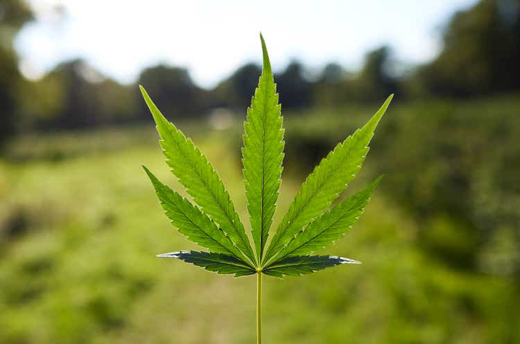 Close-up of natural pattern on cannabis leaf