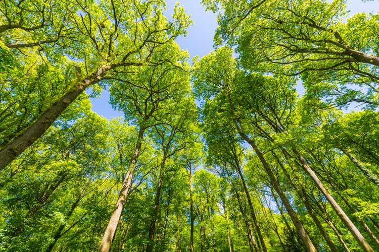 Deep in the forest looking into the soaring green canopy