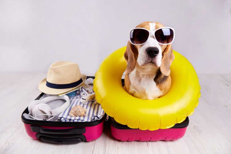 A beagle dog in a straw hat sits in an open suitcase with clothes and leisure items. Summer travel, preparing for a trip, packing luggage