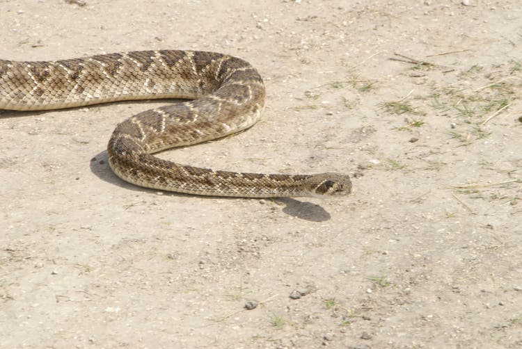 Crotalus atrox-Western Diamondback Rattlesnake
